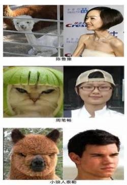 恶搞明显搞笑图片 那些年长得像明星的动物们图集