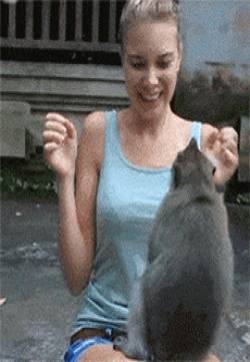 邪恶动态图片 幽默搞笑GIF图片:看看别人家的猫