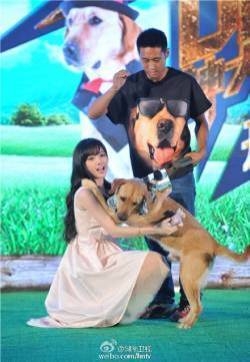 神犬小七发布会图片 小七图片 金世佳郭碧婷发布会图片