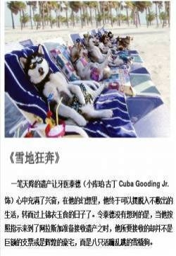 关于狗狗的感人电影有哪些推荐九大感动全球的狗狗电影