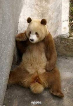 棕色大熊猫七仔图片秦岭发现棕白色大熊猫图片