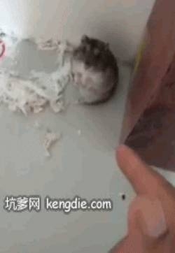 影帝仓鼠gif图片影帝小仓鼠倒地装死gif动态图片