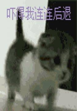 呆萌猫咪表情包 搞笑动态GIF图片