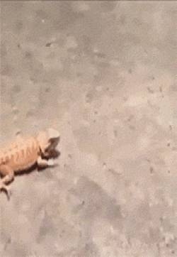 搞笑动态gif：各种动物被吓尿后的爆笑反应！