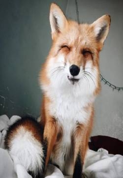 有趣动物图片：狐狸牧羊犬好朋友