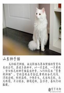 趣闻铲屎官：中国本土猫有哪些种类？