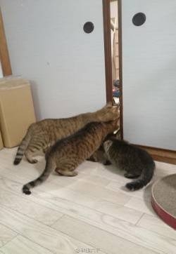 猫咪趣图：抑制不住好奇心的猫咪幽默搞笑图片