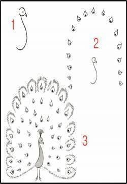 孔雀简笔画图片动物简笔画-教你怎么画孔雀