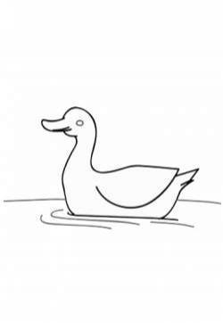 鸭子简笔画图片：教你怎么画鸭子