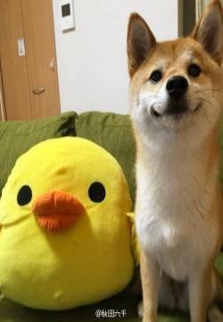 日本可爱萌宠柴犬hiyori阳光笑容图片