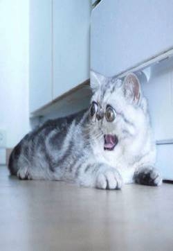 Herman大眼睛猫可爱搞笑图片：眼珠子都快掉出来了