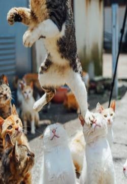 猫咪萌宠幽默搞笑趣图：这一脚踩上去……