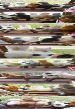 猫奴铲屎官家的搞笑日常趣图图片：窗边都有啥猫？