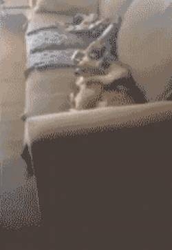 家有猫狗搞笑宠物GIF动图图片：怕什么，有我呢