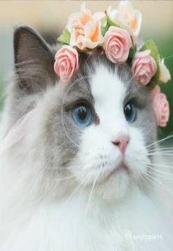 猫咪服装图片：贵妇猫的晚礼服图片