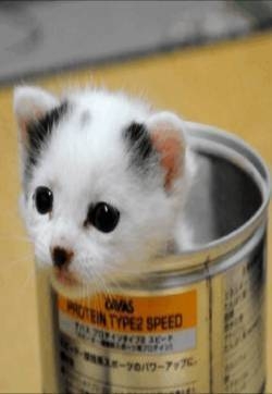 小猫图片萌死人：超可爱猫咪GIF动图图片