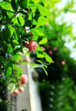 唯美清新绿色植物花卉高清摄影素材图片欣赏