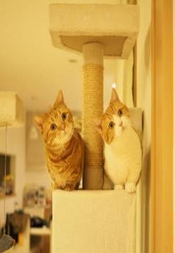 可爱猫咪萌宠有爱图片