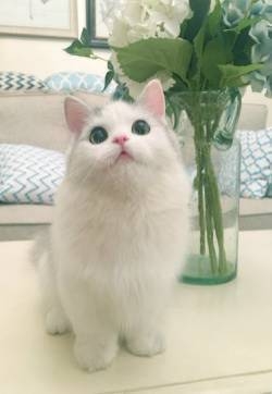可爱萌宠猫咪馒头图片