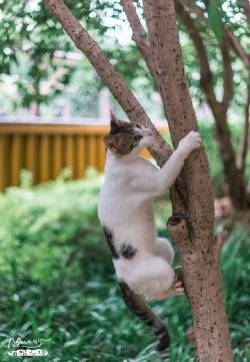 萌宠猫咪可爱爬树图片