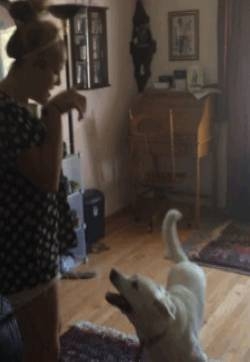 宠物和铲屎官的动态gif图片：和萌宠在一起的幸福时光