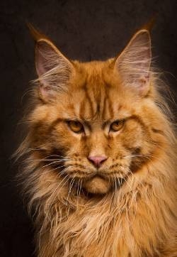 王者猫风范：温柔的巨人缅因猫动物图片精选