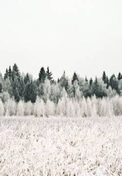 唯美诗意冬季雪景图片