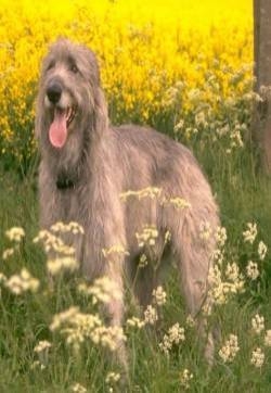 爱尔兰猎狼犬图片  狗图片  动物图片