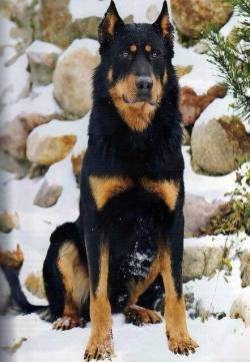 法国狼犬图片  狗图片  动物图片