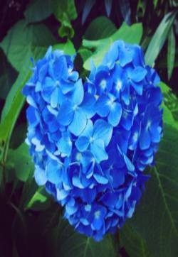 紫阳花图片  好看的紫阳花图片  紫阳花植物图片