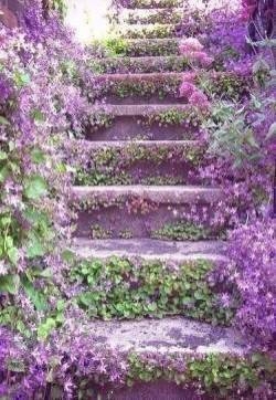 蓝花楹图片  蓝花楹花图片  蓝花楹植物图片
