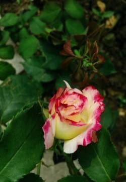 月季花图片  月季图片  月季植物图片