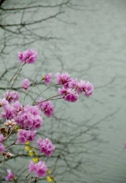 杜鹃花图片  杜鹃图片  杜鹃花植物图片