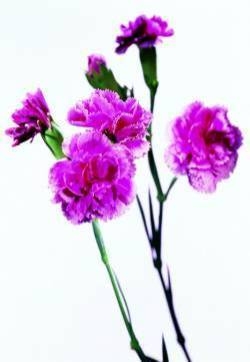 康乃馨花图片  康乃馨图片  康乃馨植物图片