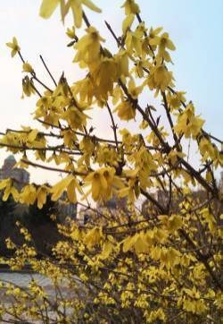 迎春花图片  迎春图片  迎春花植物图片