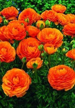 花毛茛花图片  花毛茛图片  花毛茛植物图片