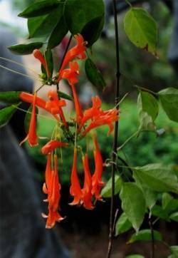 炮仗花图片 好看的炮仗花图片 炮仗花植物图片