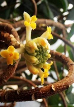 结香花图片  结香图片  结香植物图片