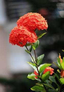 龙船花图片  好看的龙船花图片  龙船花植物图片