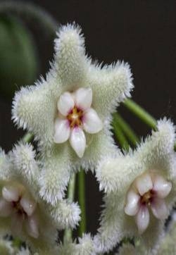 球兰花图片 球兰图片 球兰植物图片