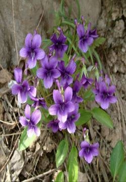 紫花地丁花图片   紫花地丁图片   紫花地丁植物图片
