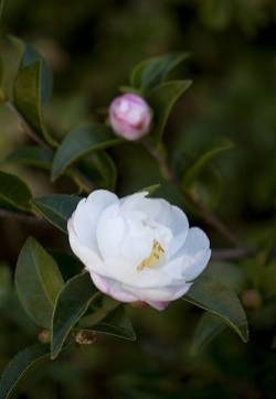茶梅花图片 茶梅图片 茶梅植物图片