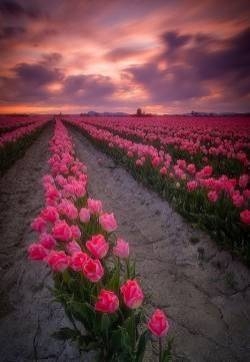 郁金香花图片  郁金香图片  郁金香植物图片