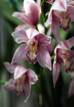 蕙兰花图片 蕙兰图片 蕙兰植物图片