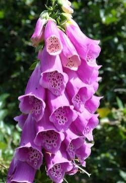 郁金香花图片  郁金香图片  郁金香植物图片第张