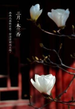 木兰花图片  木兰图片  木兰花植物图片