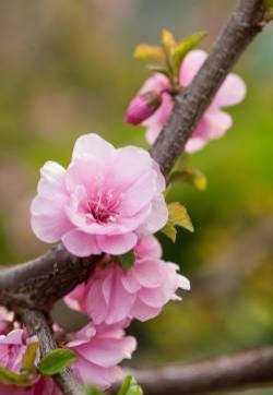 榆叶梅花图片  榆叶梅图片  榆叶梅植物图片