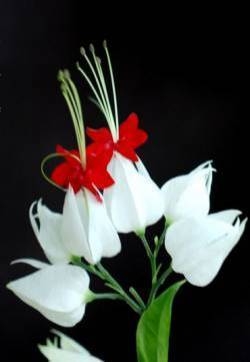 龙吐珠花图片  龙吐珠图片  龙吐珠植物图片