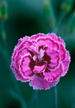 石竹花图片 石竹图片 石竹植物图片