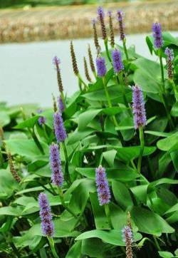 梭鱼草花图片  梭鱼草图片  梭鱼草植物图片